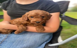  dogs for sale: Nova - Image 2