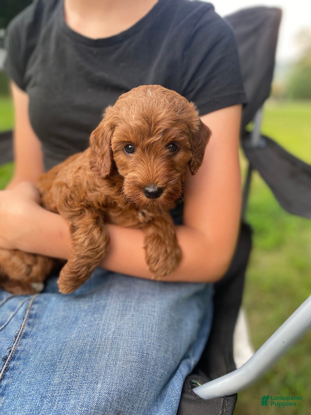  dogs for sale: Nova - Image 2