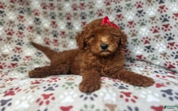 Mini Goldendoodle dogs for sale: Rain - Image 3