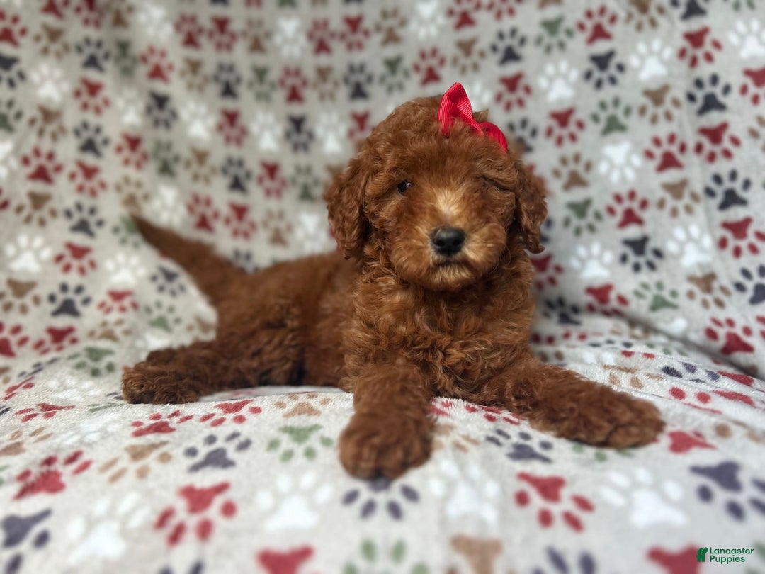 Mini Goldendoodle dogs for sale: Rain - Image 3