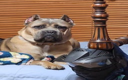 Cane Corso dogs for sale: Atticus - Image 3