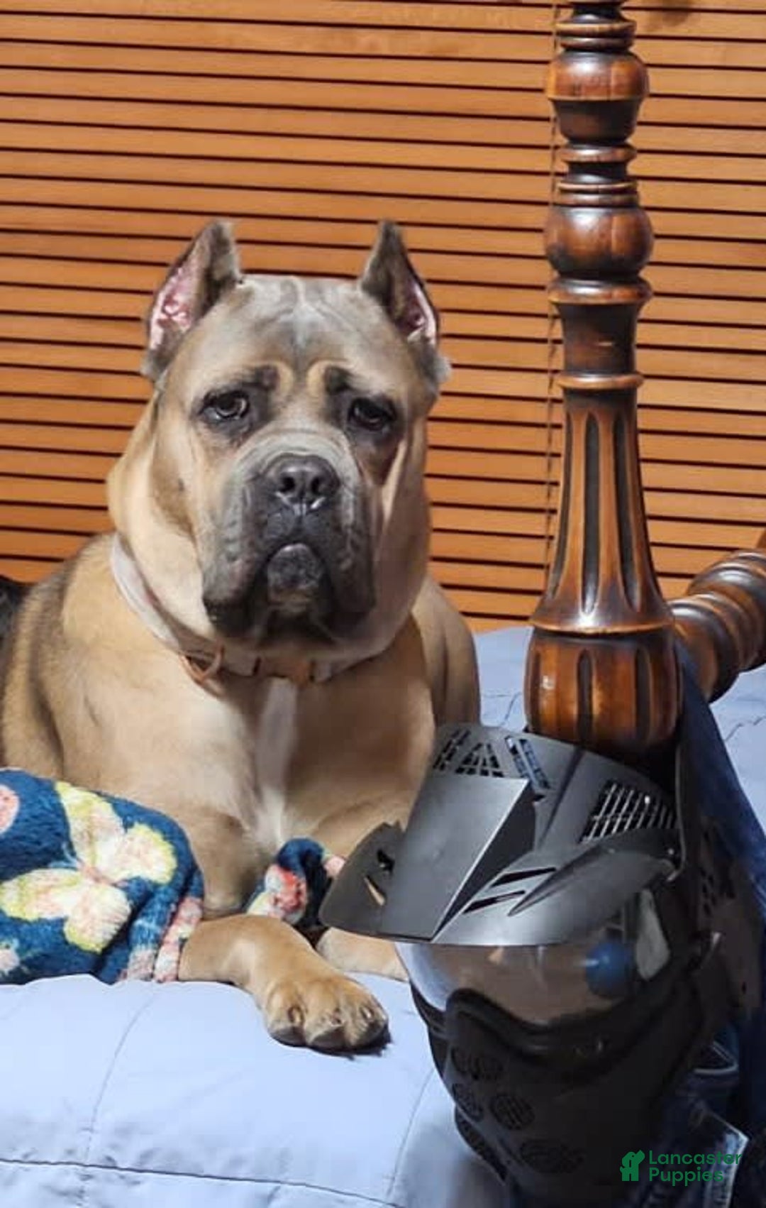 Cane Corso dogs for sale: Atticus - Image 3