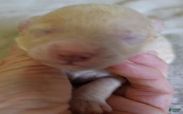 Toy Poodle dogs for sale: Nimmi Apricot - Image 9