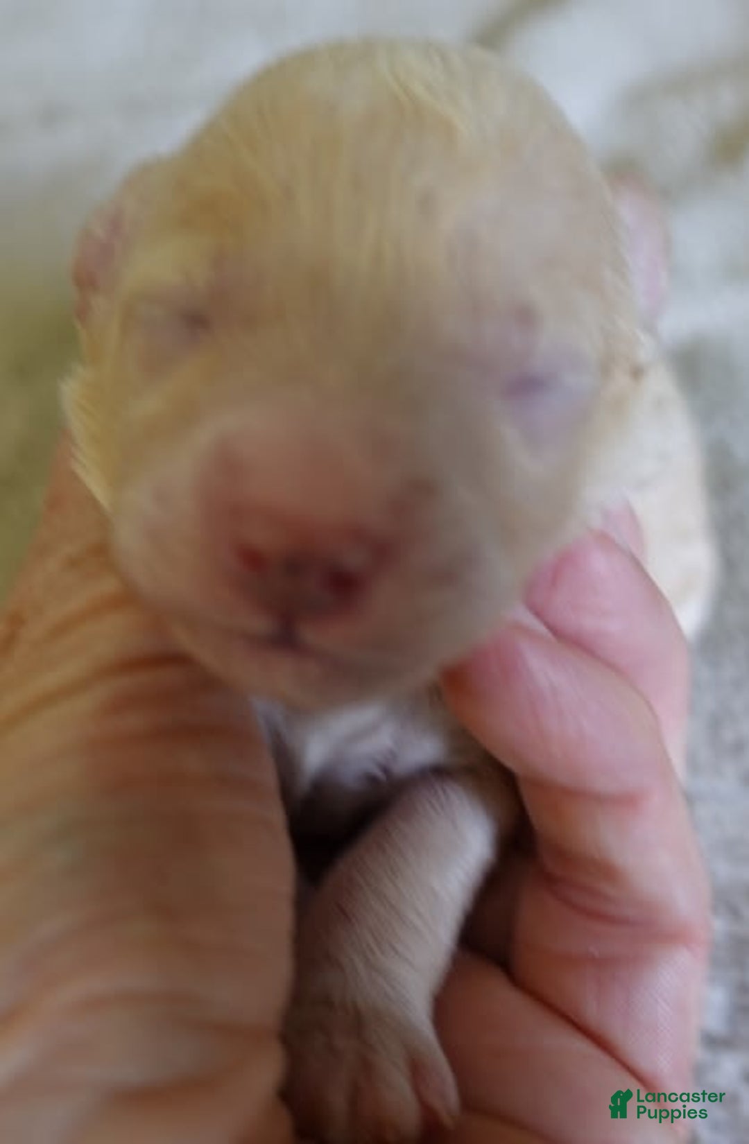 Toy Poodle dogs for sale: Nimmi Apricot - Image 9