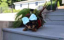 Yorkshire Terrier dogs for sale: Tiny Tim - Image 11