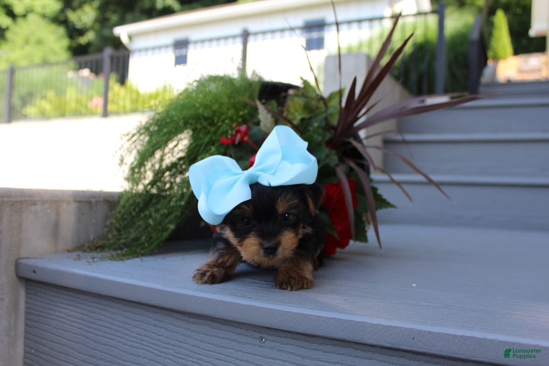 Yorkshire Terrier dogs for sale: Tiny Tim - Image 11
