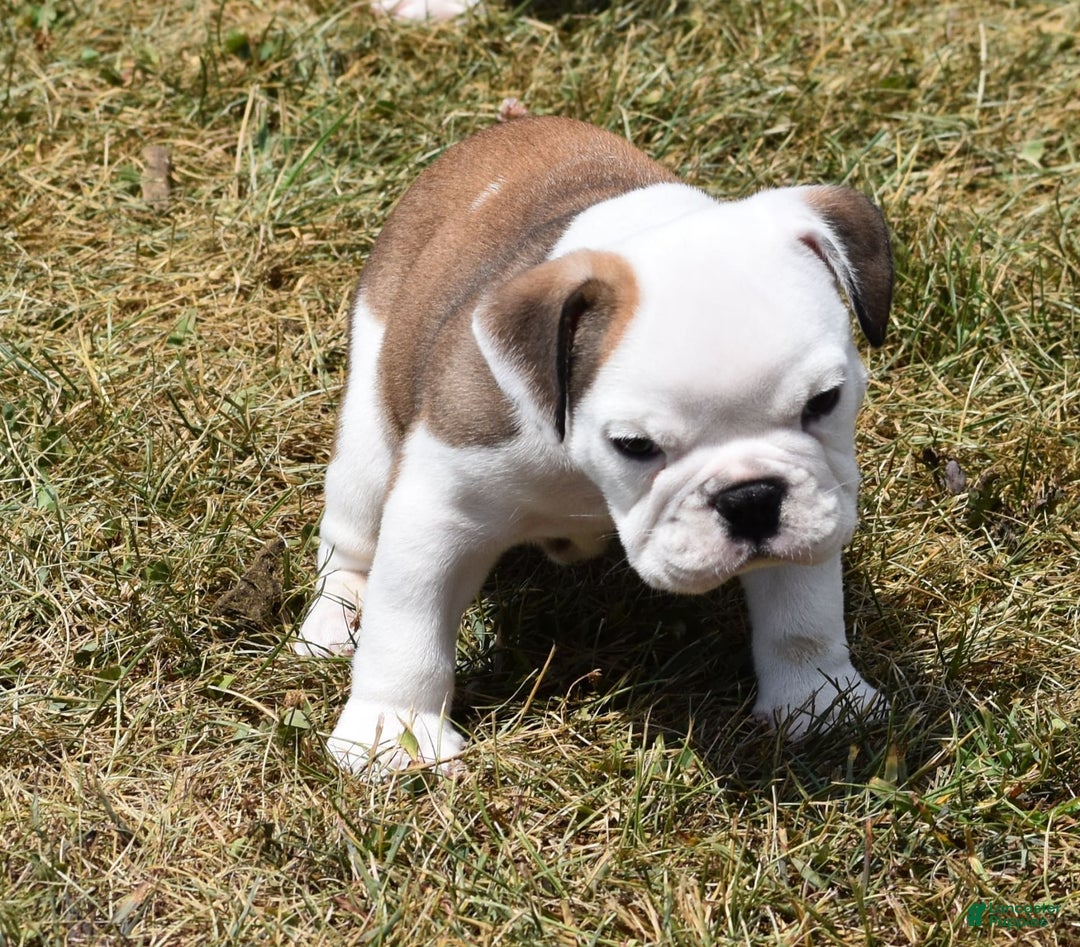 English Bulldog dogs for sale: PAT - Image 3