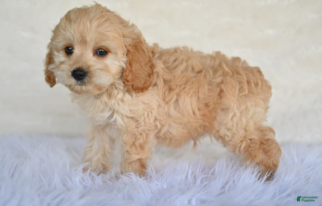 Cockapoo dogs for sale: Cockapoo 5 puppies - Image 10