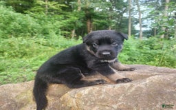 German Shepherd dogs for sale: Kat - Image 17