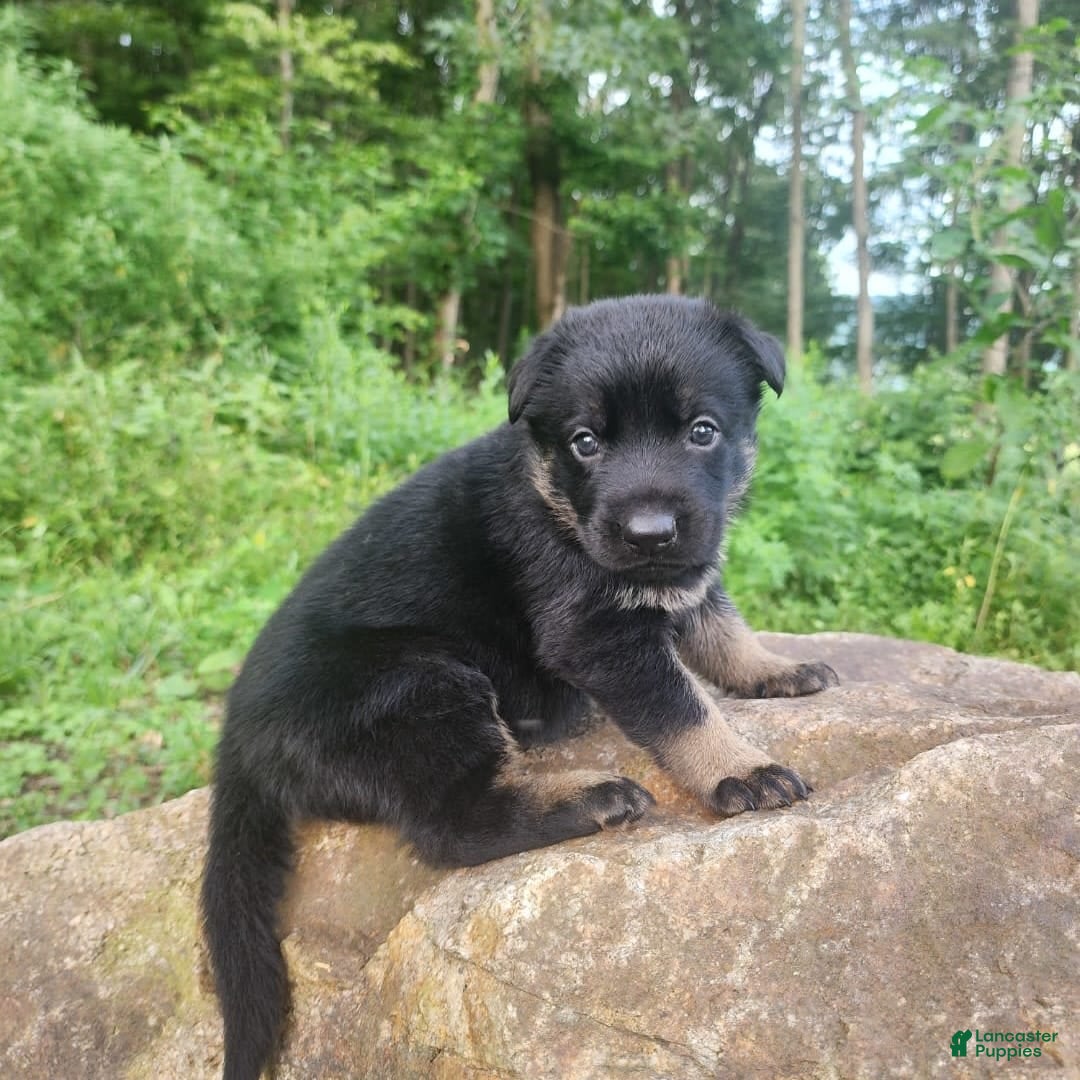 German Shepherd dogs for sale: Kat - Image 17
