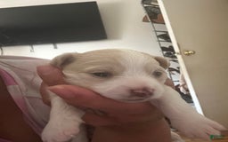 Chihuahua dogs for sale: N/a - Image 1