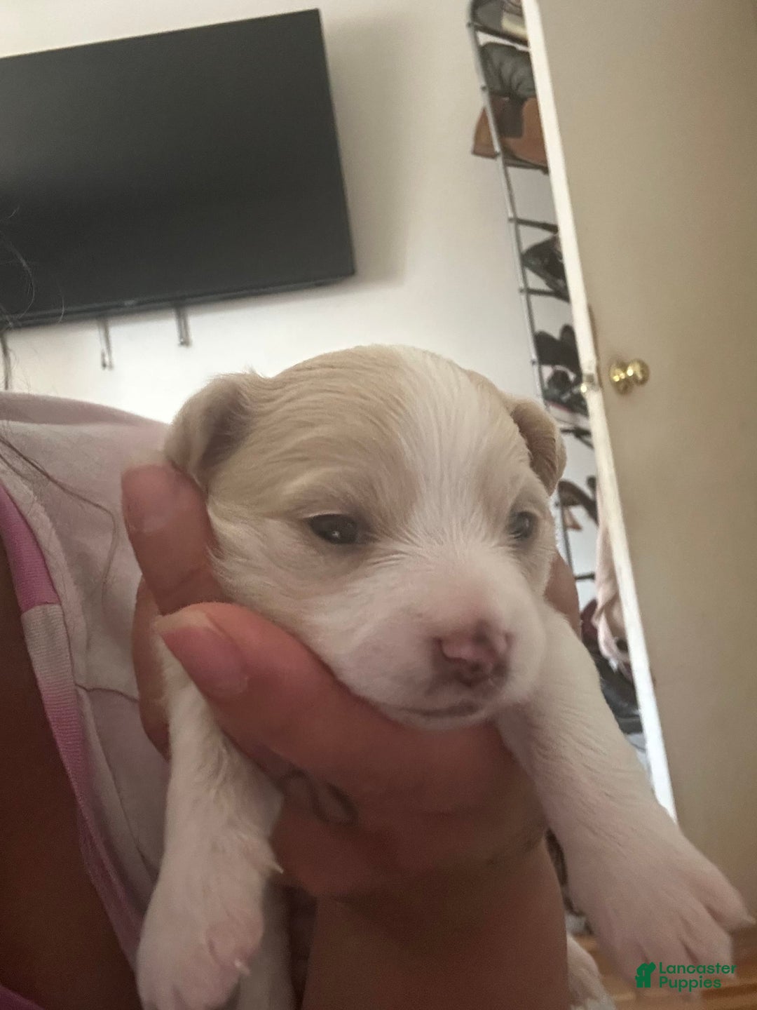Chihuahua dogs for sale: N/a - Image 1