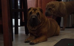Shar Pei dogs for sale: Bear - Image 6