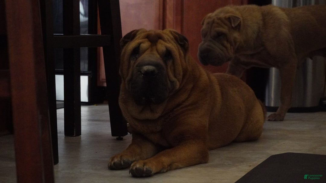 Shar Pei dogs for sale: Bear - Image 6