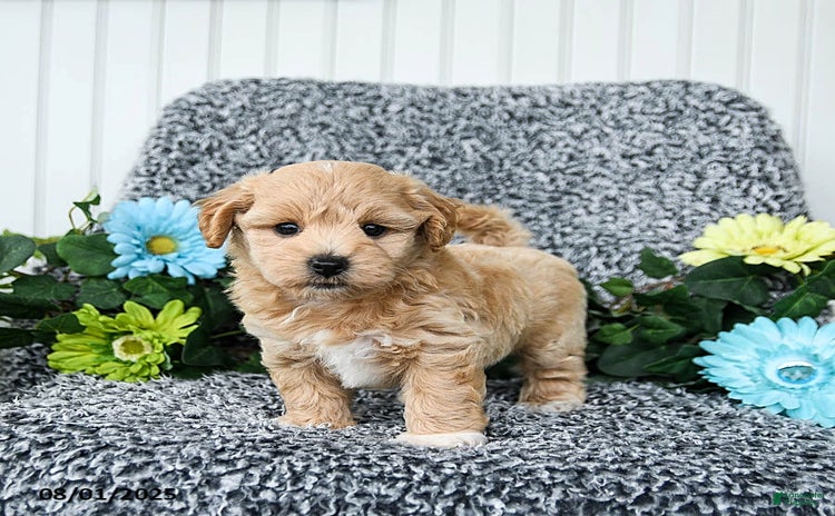 Maltipoo dogs for sale - Ad 3