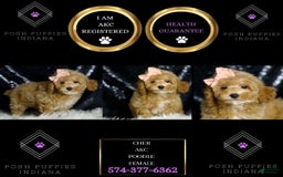 Miniature Poodle dogs for sale: Cher - Image 6