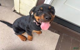 Rottweiler dogs for sale: Dahlia - Image 1