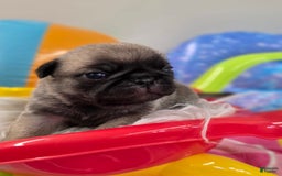 Pug dogs for sale: Lona - Image 7