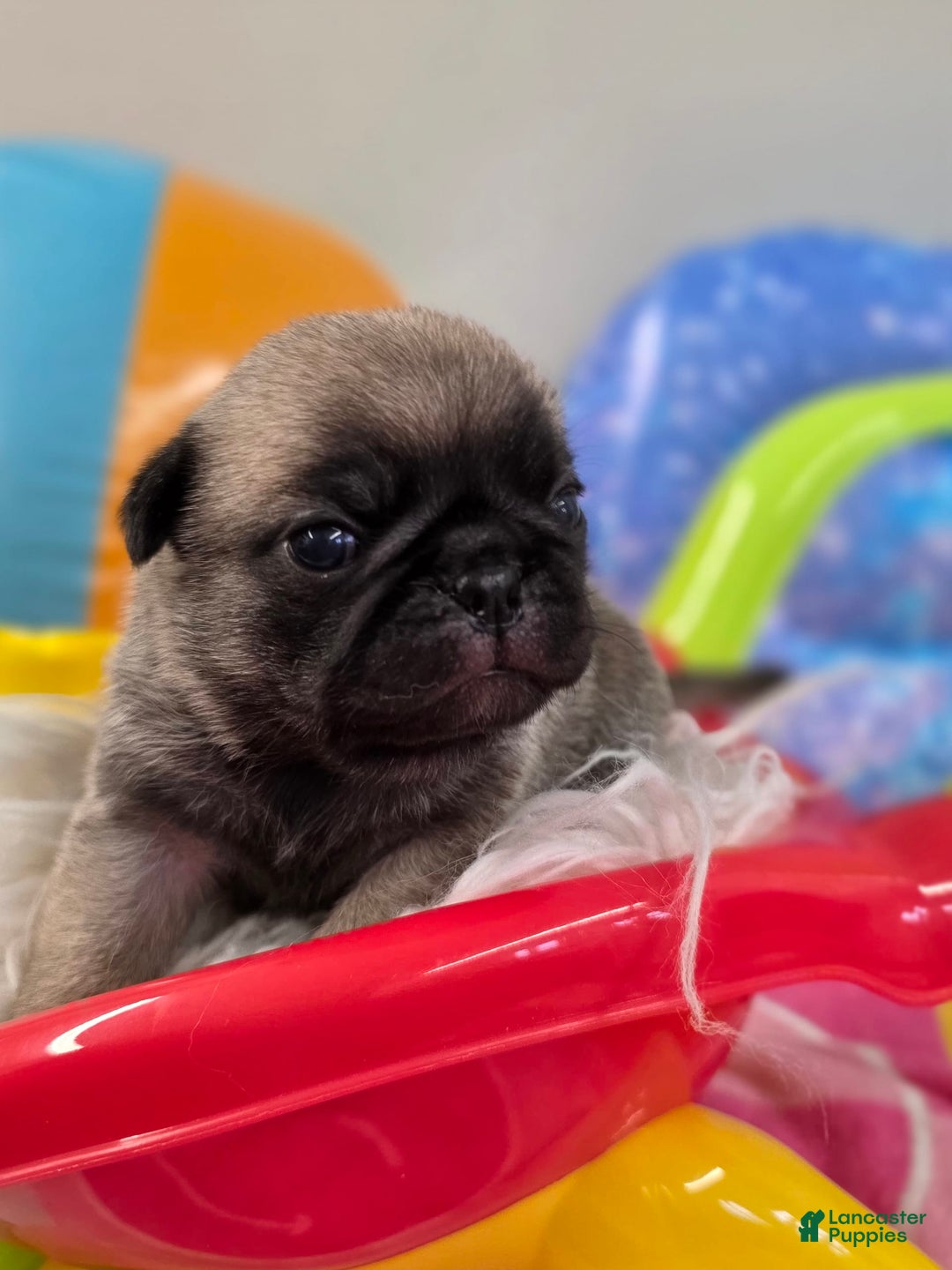 Pug dogs for sale: Lona - Image 7