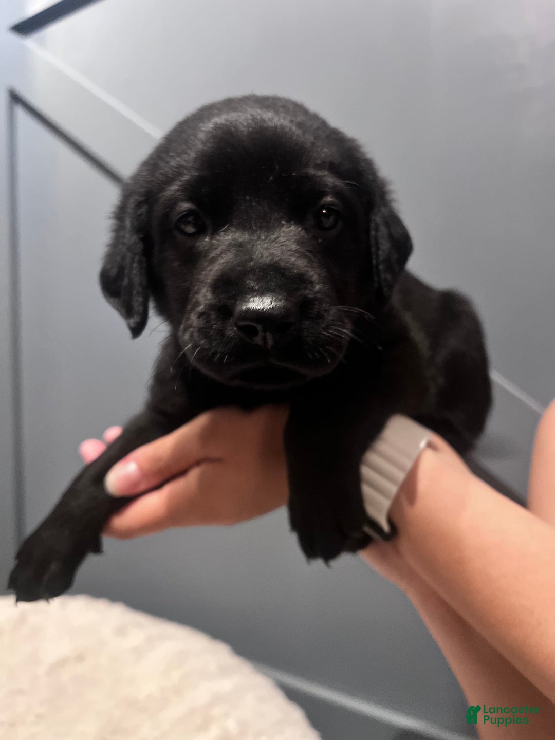 Labrador Retriever dogs for sale: Pepper - Image 1