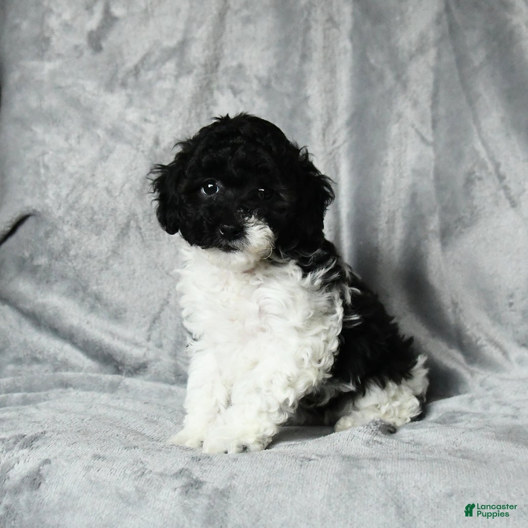 Toy Poodle dogs for sale: Coconut - Image 5