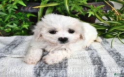 Cavachon dogs for sale: Maggie - Image 6
