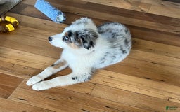 Australian Shepherd dogs for sale: Jojo - Image 17