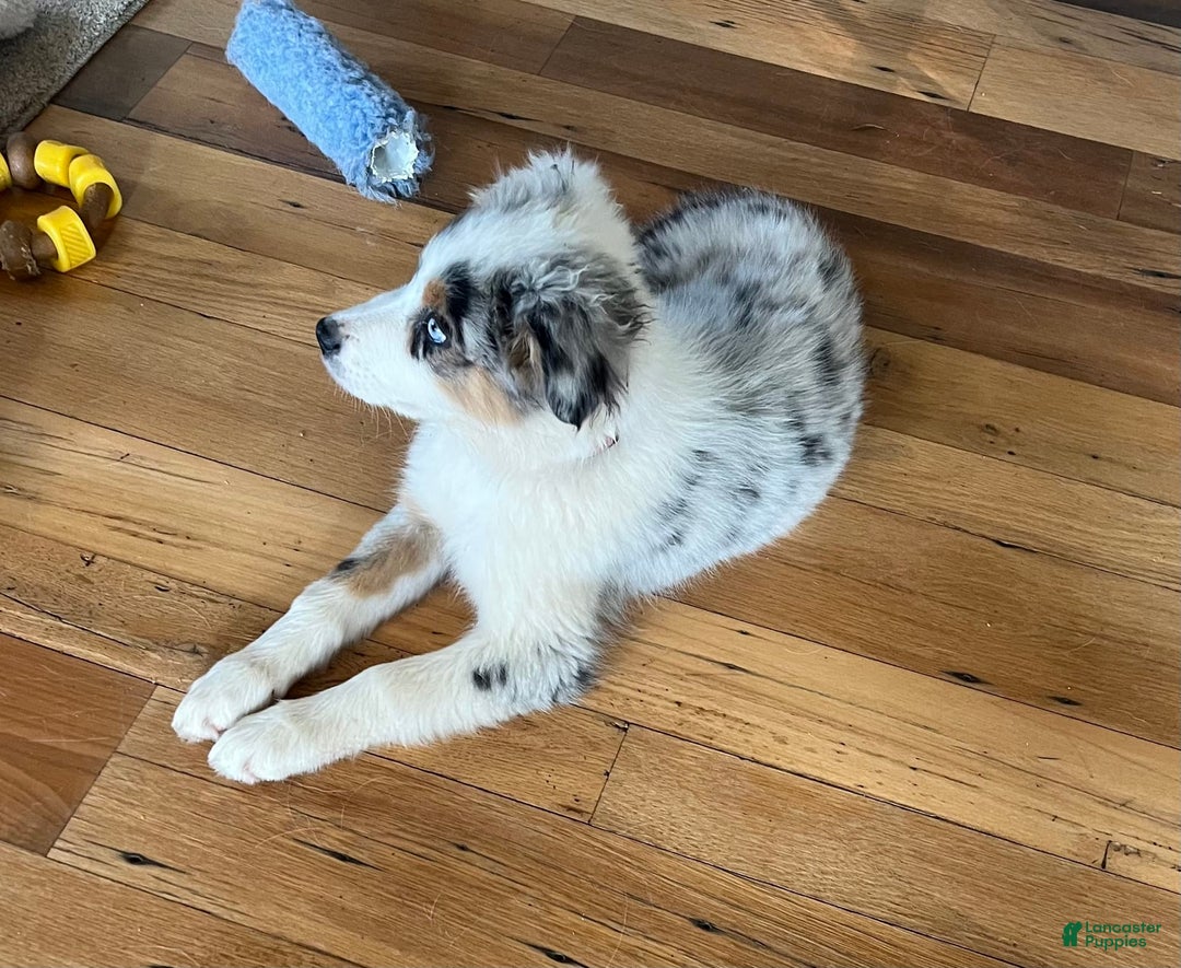 Australian Shepherd dogs for sale: Jojo - Image 17