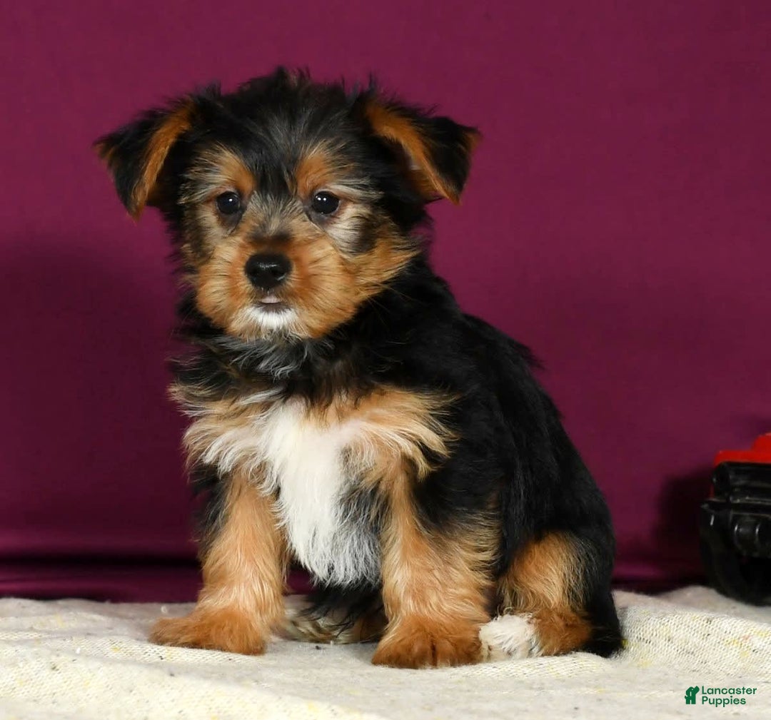 Yorkshire Terrier dogs for sale: Jimmy - Image 2