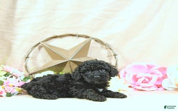 Miniature Poodle dogs for sale: Earl - Image 2