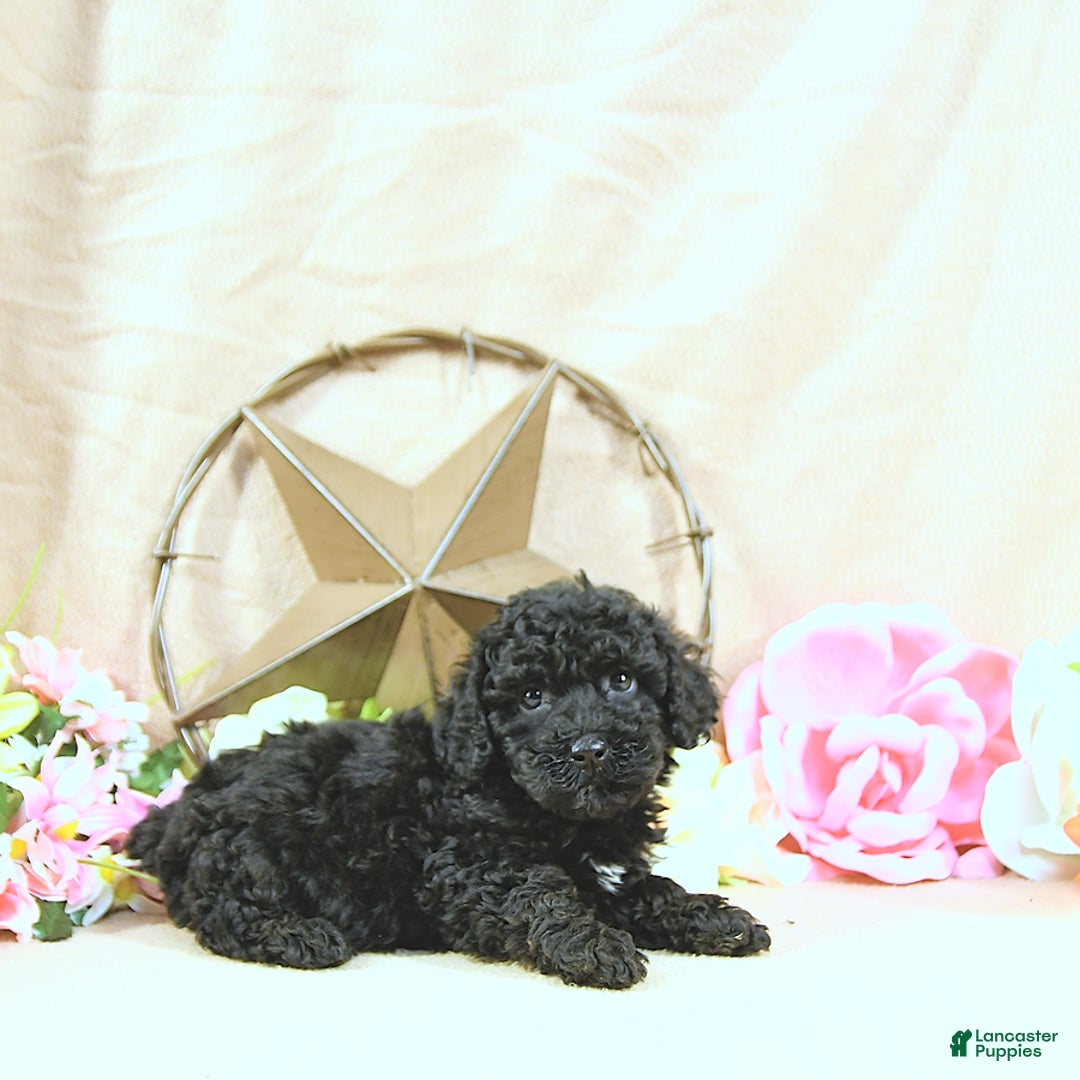 Miniature Poodle dogs for sale: Earl - Image 2