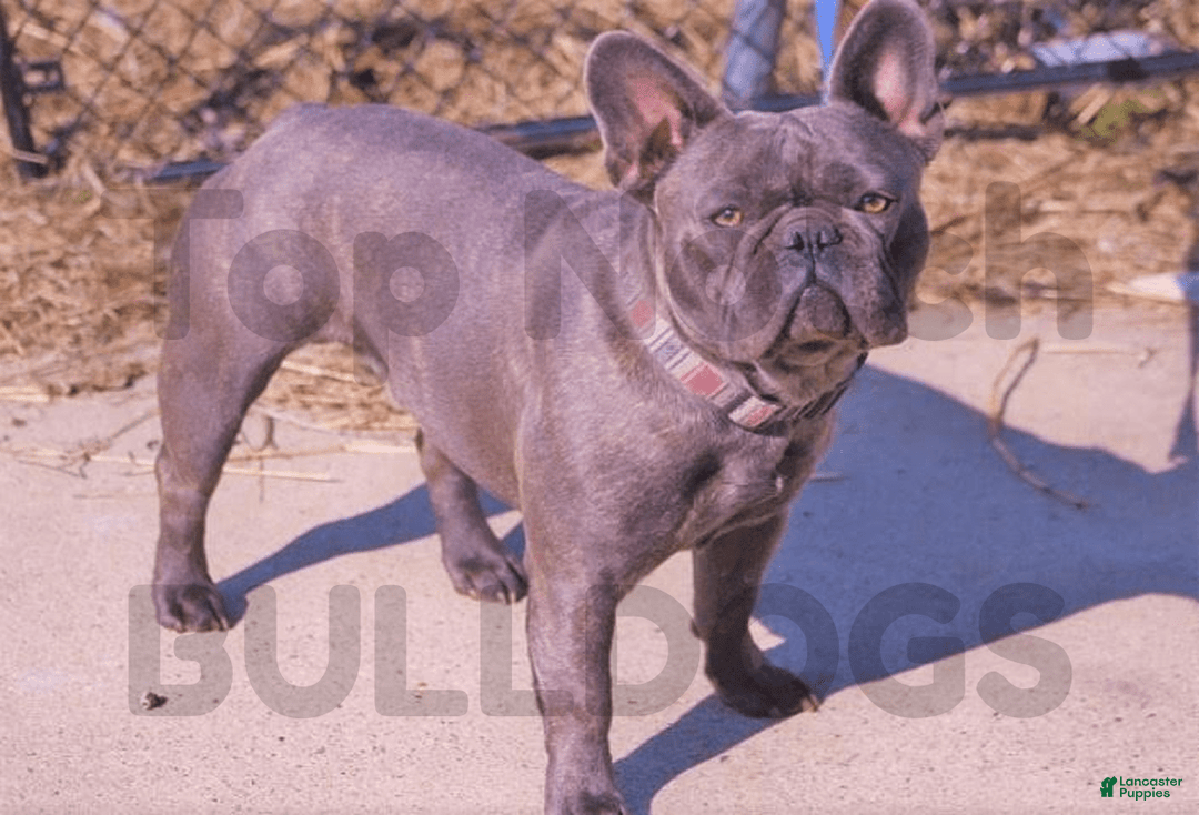 French Bulldog dogs for sale: March - Image 1