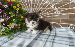 Welsh Corgi Pembroke dogs for sale: Chase - Image 15