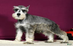 Miniature Schnauzer dogs for sale: Ken - Image 4
