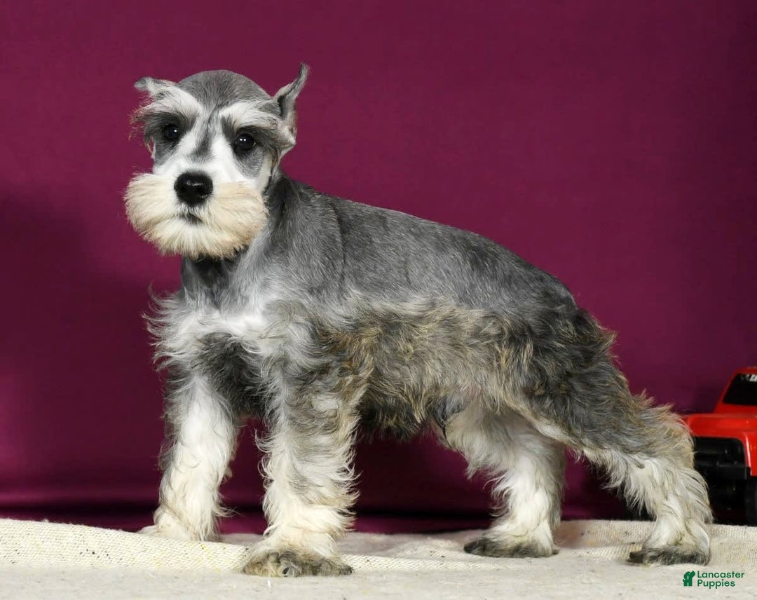Miniature Schnauzer dogs for sale: Ken - Image 4