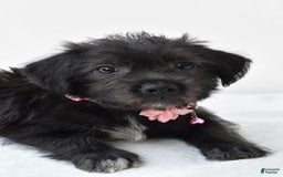 Boston Terrier dogs for sale: Boston Terrier 3 puppies - Image 13