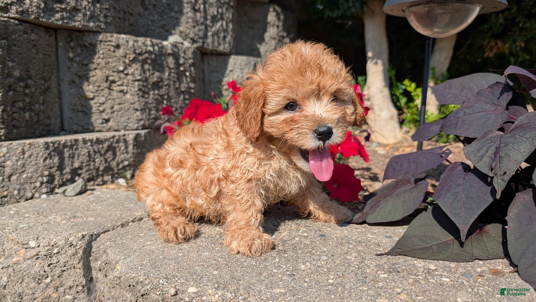 Cavapoo dogs for sale: Kylo - Image 10