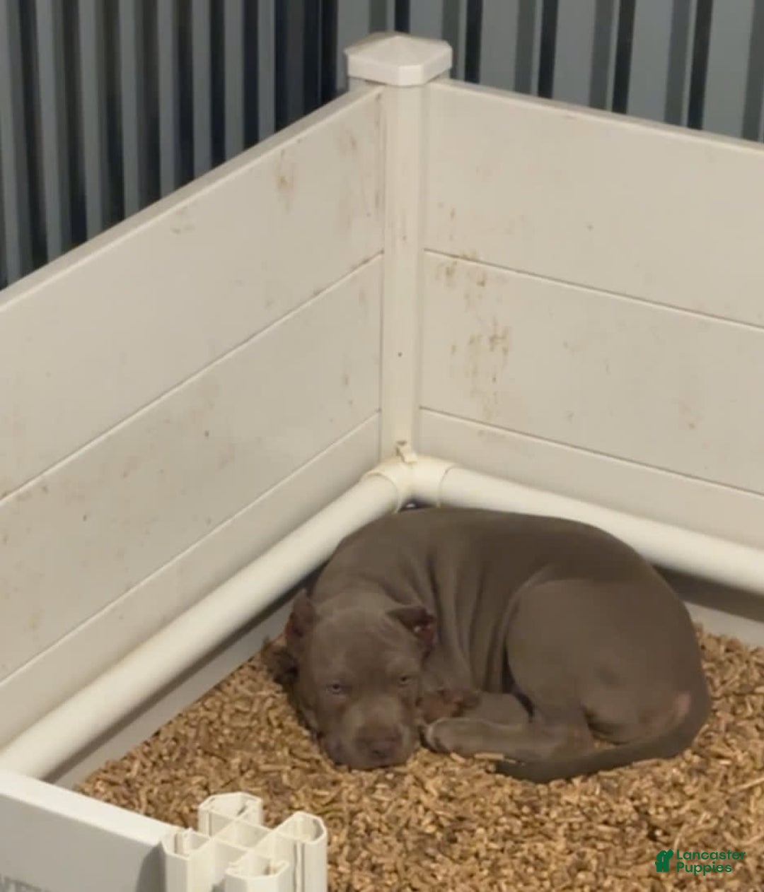 American Bully dogs for sale: Twin - Image 1