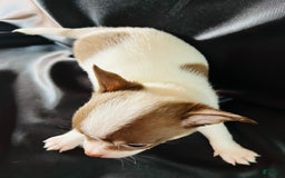 Chihuahua dogs for sale: Latte - Blue Eyed Dual Pedigreed - Image 7