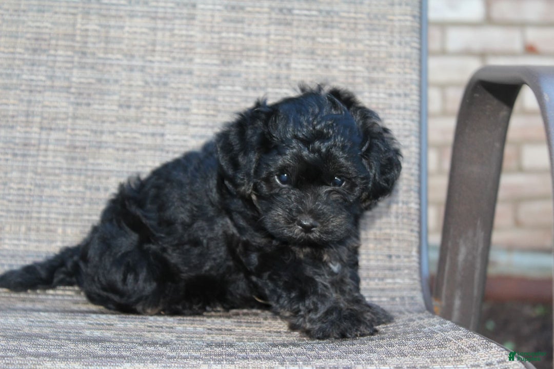 Yorkiepoo dogs for sale: Riley - Listing for pets: Riley, Roxy - Image 2