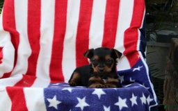 Yorkshire Terrier dogs for sale: Ellington - Image 4