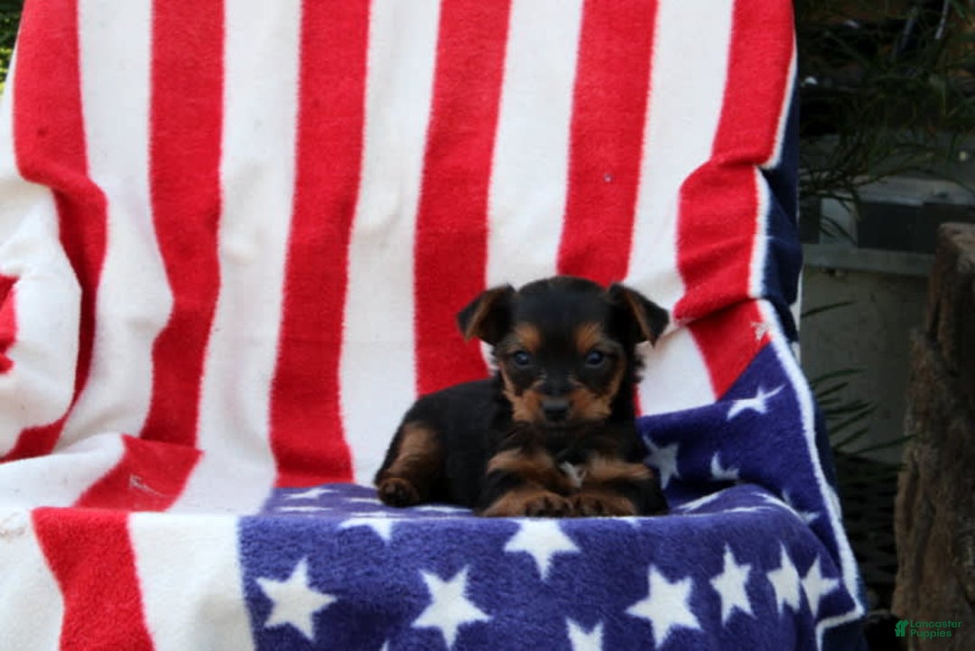 Yorkshire Terrier dogs for sale: Ellington - Image 4