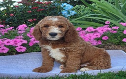 Goldendoodle dogs for sale: Royal - Image 10