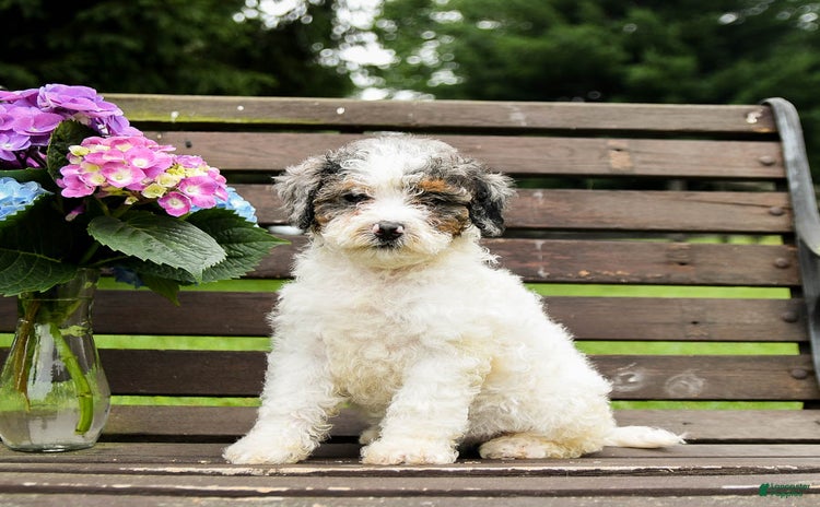 Mini Bernedoodle dogs for sale - Ad 4