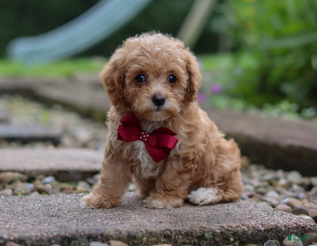 Miniature Poodle dogs for sale: Kylar - Image 3