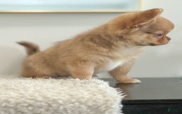 Chihuahua dogs for sale: Snickers - Image 14