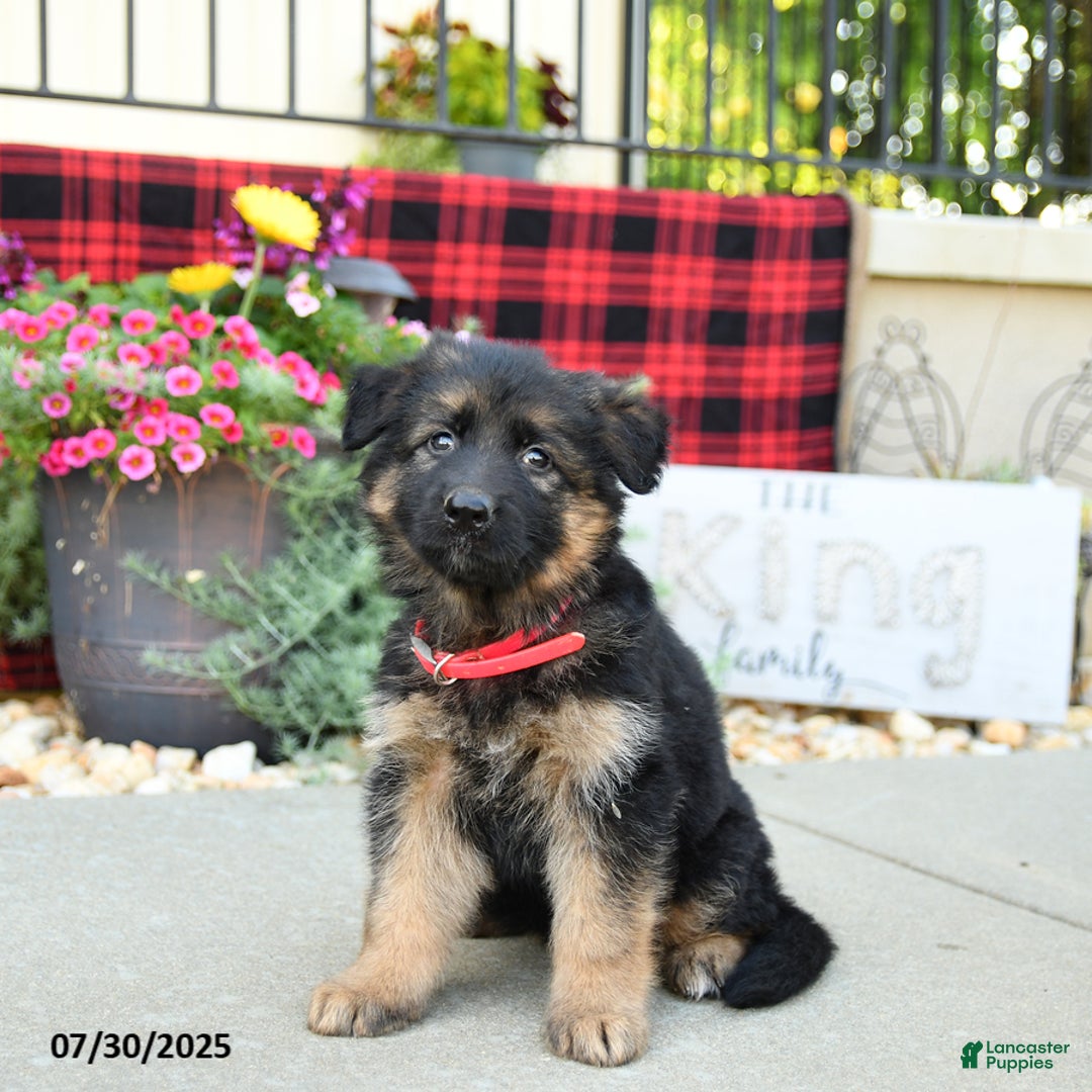 German Shepherd dogs for sale: Havana - Image 4