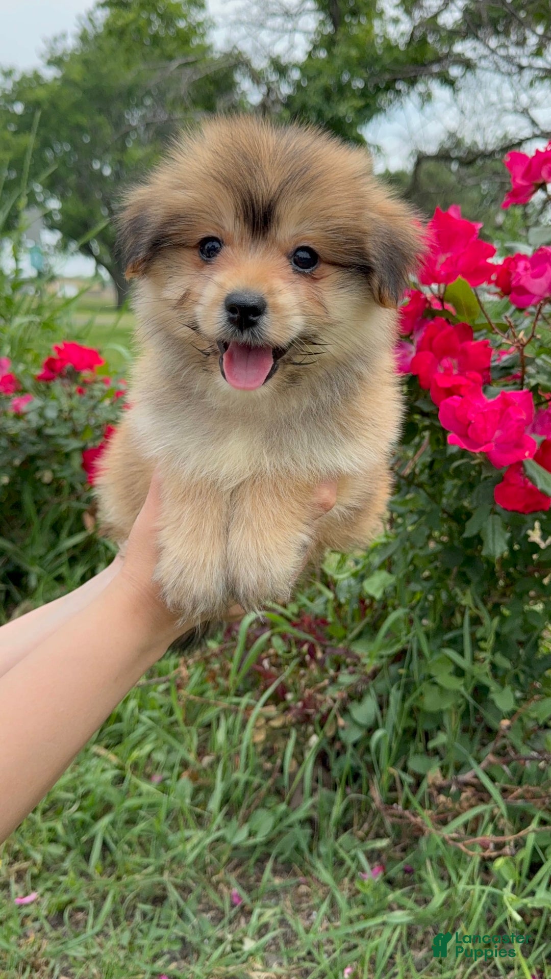Yorkshire Terrier dogs for sale: Cooper - Image 15