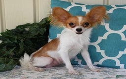 Papillon dogs for sale: Badger - Image 11