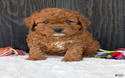 Cavapoo dogs for sale: Remi - Image 27
